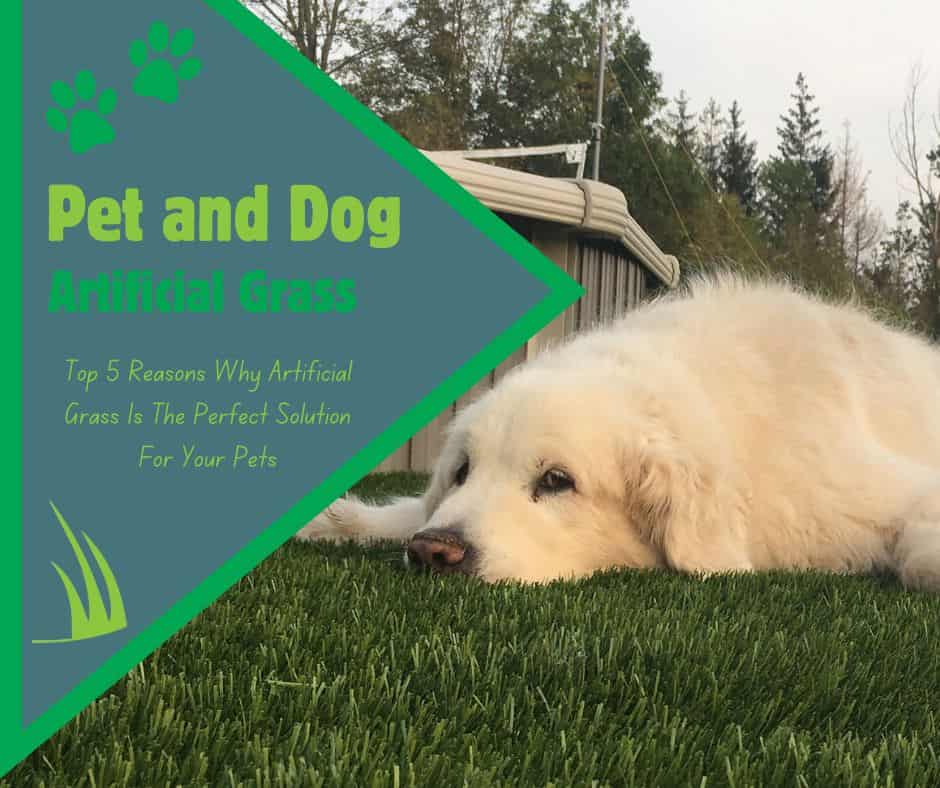 You are currently viewing Top 5 Reasons Why Artificial Grass Is The Perfect Solution For Your Pets